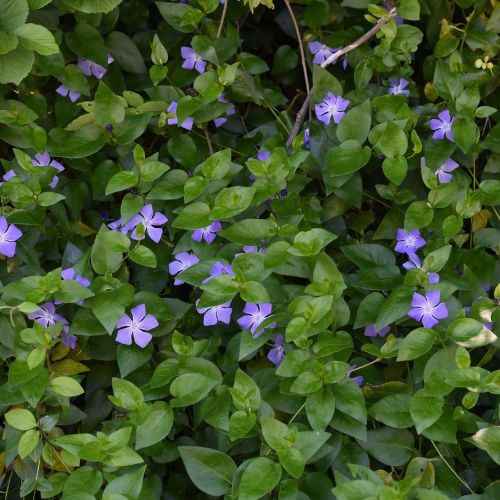 Vinca flower plant